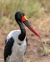 saddle billed stork kruger national park close up