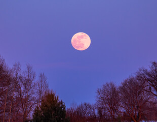 full moon over trees