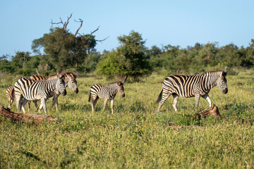 Fototapeta na wymiar Zebras walking across savanna in kruger national park blue skies baby zebra