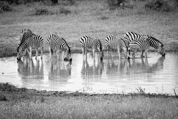 Zebras in Kruger National Park drinking water black and white landscape