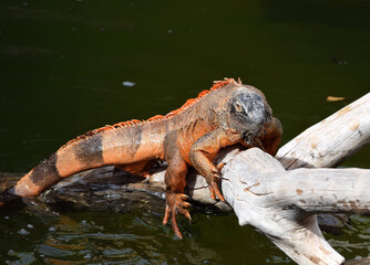 Legwan wychodzący z wody © Darcos