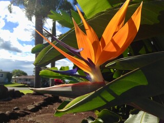 bird of paradise