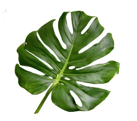 Natural of Tropical green leaves of leaf isolated on transparent png background