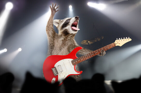 Funny singing raccoon with electric guitar performs on stage