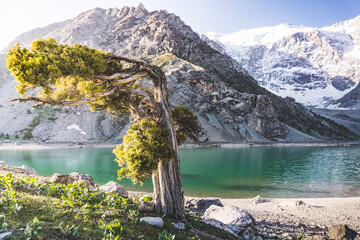 A juniper tree bends and grows against the backdrop of the blue mountain lake Kulikalon, against...