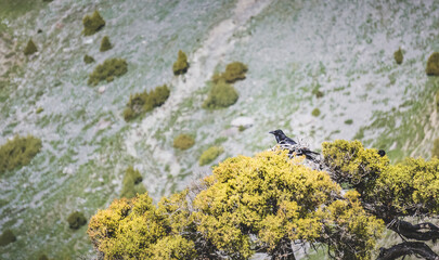 A black raven sits on a tree in the mountains, on a sunny day, a crow