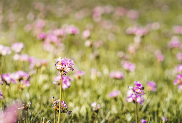 Purple and pink flowers in bright green grass in the mountains, in macro on a clearing in the morning, for a nature background in macro