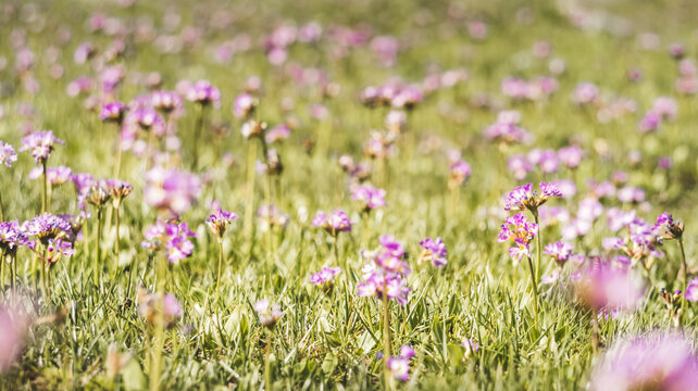 Purple and pink flowers in bright green grass in the mountains, in macro on a clearing in the morning, for a nature background in macro