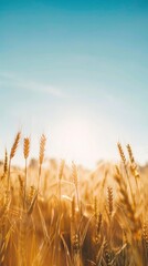 Golden Wheat Field at Sunrise with Warm Skies and Glowing Horizon