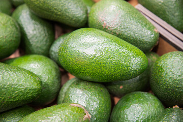 Many fresh avocado fruits in a store