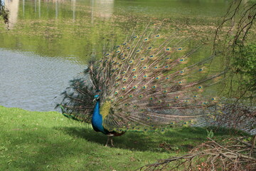 Peacock in the park - obrazy, fototapety, plakaty