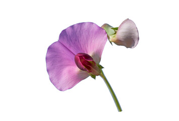 Wild pea (Pisum sativum biflorum) flower in Mediterranean nature - obrazy, fototapety, plakaty