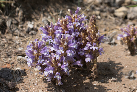 Broomrape (Orobanche sp) on Taurus Mountains in Mediterranean region