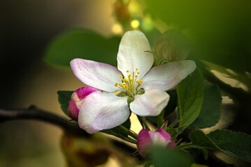 Rozwinięty kwiat jabłoni z liśćmi i złota flarą
