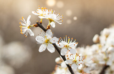 Gałązka kwitnącego drzewa wiosną - obrazy, fototapety, plakaty