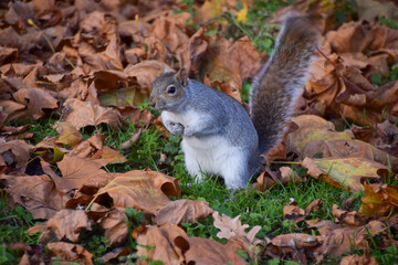 A grey squirrel forages among fallen leaves in Autumn.