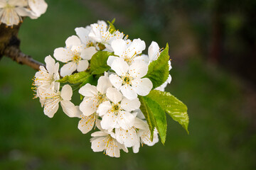 Cherry flowers with white petals and yellow stamens. White tender Spring flowering. Tree branch closeup.Plum flowers with white petals and yellow stamens. White tender spring flower..