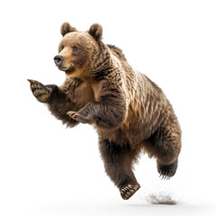 Brown bear standing on hind legs dancing