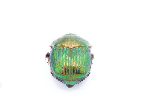 female Phanaeus igneus - is a North American scarab dung beetle Front view isolated cutout on white background. The pronotum has a metallic bronze and red coloration. The elytra is metallic green