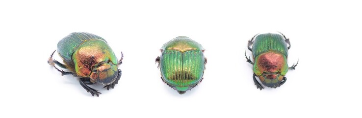 female Phanaeus igneus - is a North American dung scarab beetle three views isolated cutout on white background. The pronotum has a metallic bronze and red coloration. The elytra is metallic green