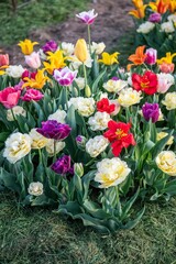 Tulpen im Garten, Blumenbeet, farbenfroh im Frühling, Frühblüher