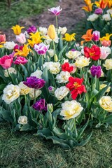 Tulpen im Garten, Blumenbeet, farbenfroh im Frühling, Frühblüher © knipseria