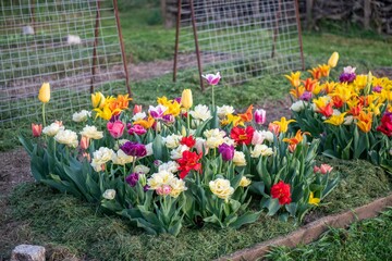 Tulpen im Garten, Blumenbeet, farbenfroh im Frühling, Frühblüher - obrazy, fototapety, plakaty