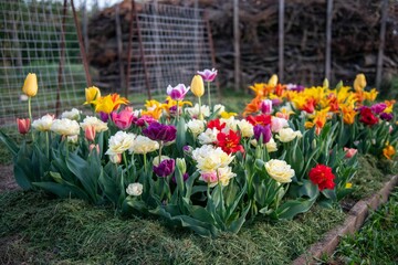 Tulpen im Garten, Blumenbeet, farbenfroh im Frühling, Frühblüher - obrazy, fototapety, plakaty