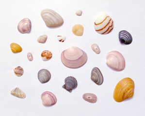 Collection of Seashells on white background