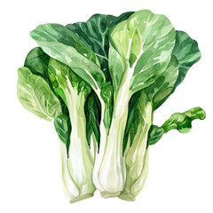 vegetable - Agreeable.Bok choy.illustration ,.watercolor. - obrazy, fototapety, plakaty