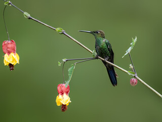 Fototapeta premium Violet-fronted Brilliant Hummingbird on tree branch with red yellow flowers on green background 