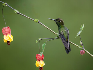 Violet-fronted Brilliant Hummingbird  on tree branch with red yellow flowers on green background 