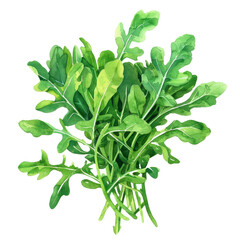 vegetable - arugula is a versatile and nutritious leafy green that adds both flavor and nutritional value to a variety of dishes.Flavorful.Arugula.illustration ,.watercolor.