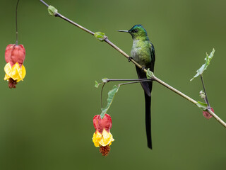 Fototapeta premium Long-tailed Sylph Hummingbird on tree branch on green background 