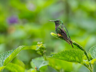 Peruvian-booted Racket-tail on a plant stem on green background