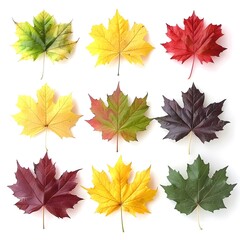 Autumnal Splendor: Natural Maple Leaves Set of 10 - Yellow, Orange, Red, Burgundy, Green on White