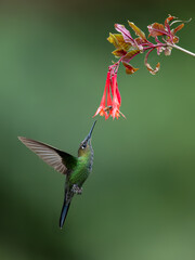 Violet-fronted Brilliant Hummingbird in flight collecting nectar from red flower on green background