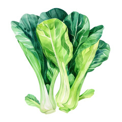 vegetable - Baby bok choy has small, tender leaves and thin stalks, while Shanghai bok choy has larger leaves and thicker stalks. - obrazy, fototapety, plakaty
