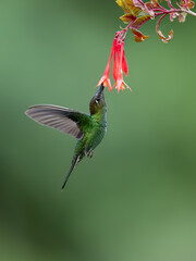 Fototapeta premium Violet-fronted Brilliant Hummingbird in flight collecting nectar from red flower on green background