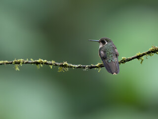 Speckled Hummingbird on mossy stick on green background