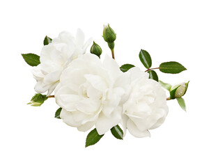 Garden white rose flowers and buds in a floral arrangement isolated on white or transparent background