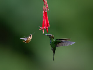 Fototapeta premium Violet-fronted Brilliant Hummingbird and White-bellied Woodstar Hummingbird in flight collecting nectar from red flower on green background