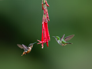 Obraz premium White-bellied Woodstar Hummingbird and Speckled Hummingbird in flight collecting nectar from red flower on green background