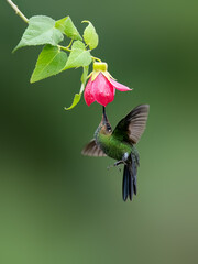 Obraz premium Violet-fronted Brilliant Hummingbird in flight collecting nectar from pink flower on green background
