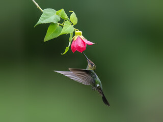 Violet-fronted Brilliant Hummingbird in flight collecting nectar from pink flower on green background