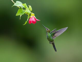 Violet-fronted Brilliant Hummingbird in flight collecting nectar from pink flower on green...