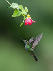 Violet-fronted Brilliant Hummingbird in flight collecting nectar from pink flower on green background