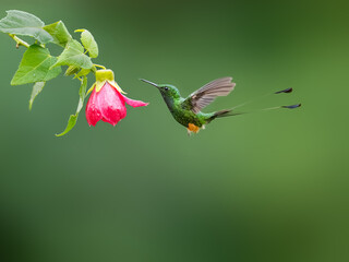 Fototapeta premium Peruvian-booted Racket-tail Hummingbird in flight collecting nectar from pink flower on green background
