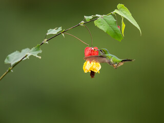 Fototapeta premium Speckled Hummingbird in flight collecting nectar from red yellow flower on green background