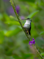 Fototapeta premium Many-spotted Hummingbird on plant's stem on green background 